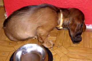 Jamnik d�ugow�osy NAILA